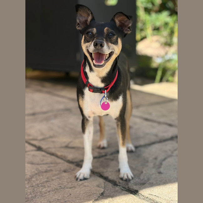 Photo of Valo   3 Year Old Fox Terrier X