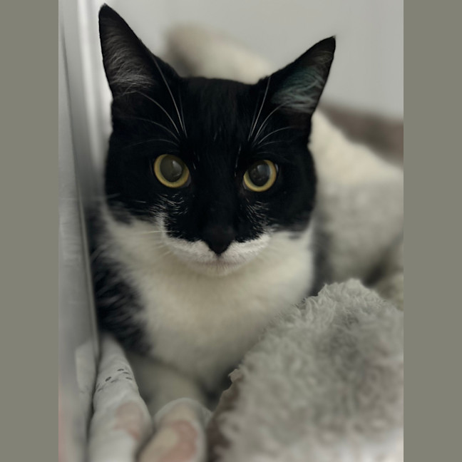 Photo of Sable