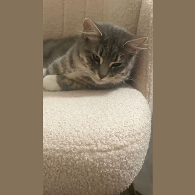 Photo of Tiger And Luna