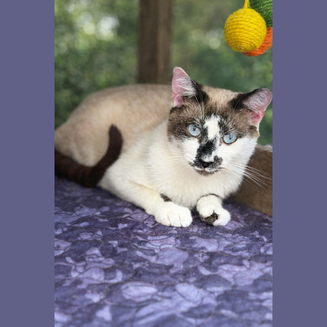 Photo of Malakia * 9 Lives Project Rescue*