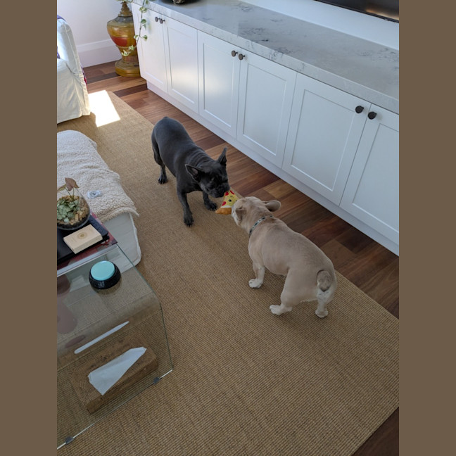 Photo of Bruno   6 Year Old French Bulldog