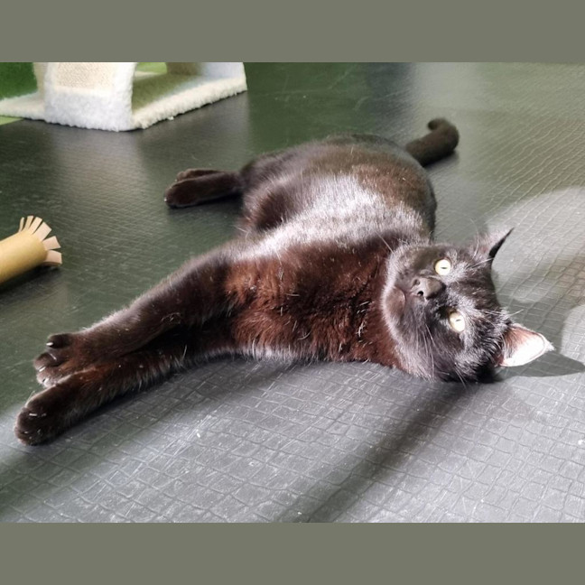 Photo of Otis