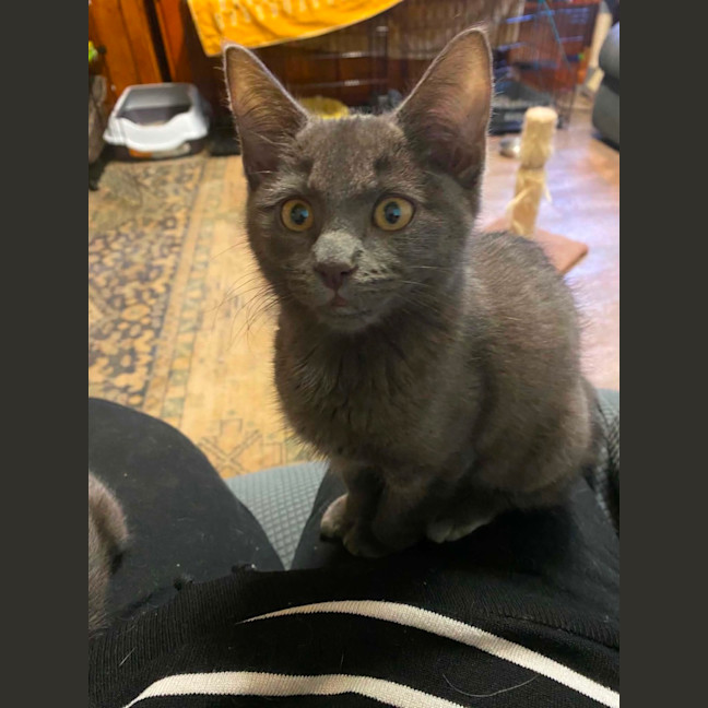 Photo of Ash 
