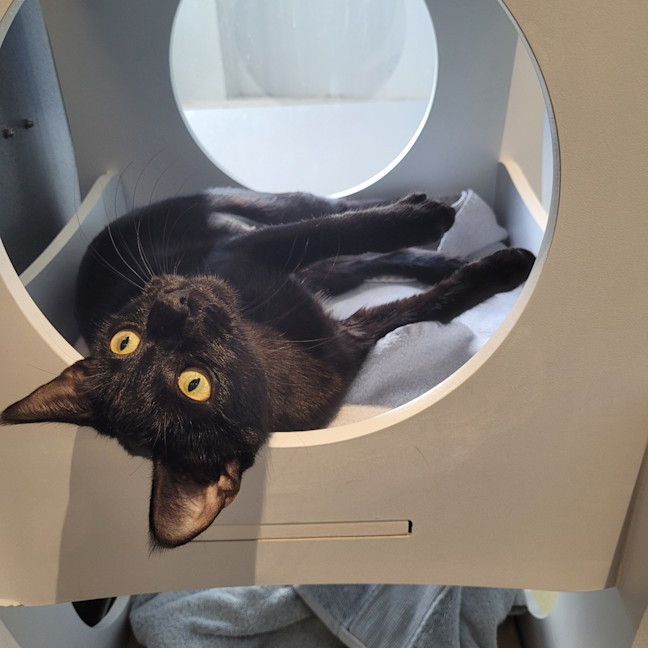 Photo of Raven