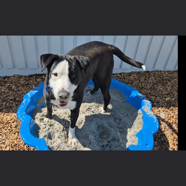 Photo of Ollie