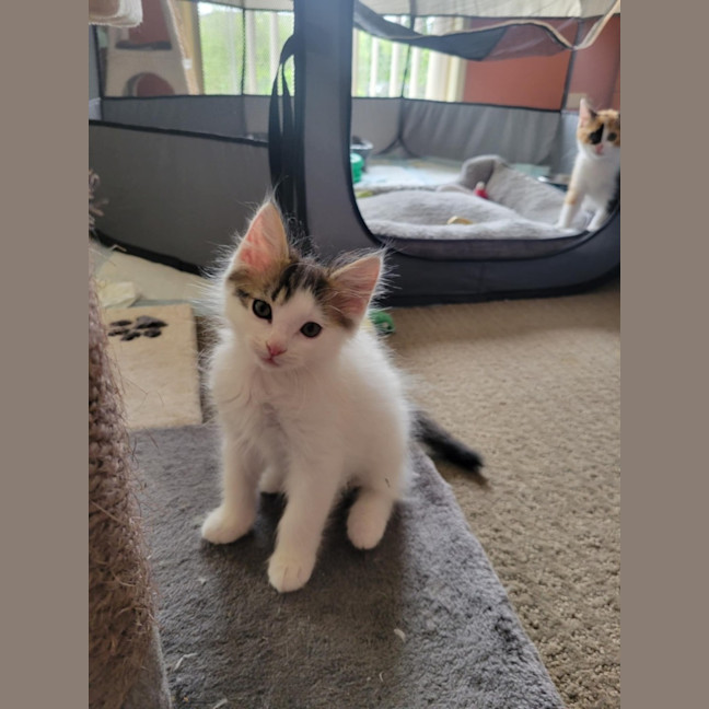 Photo of Flash   Located In Deer  Park