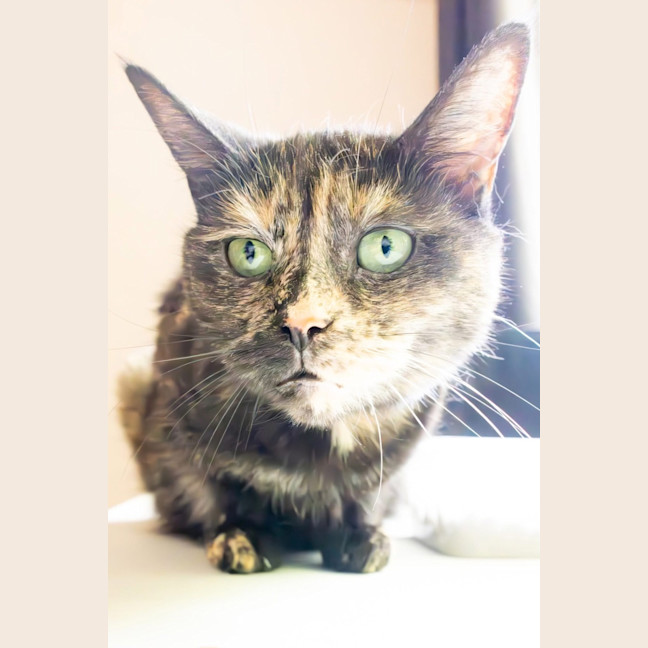 Photo of Tizzy 