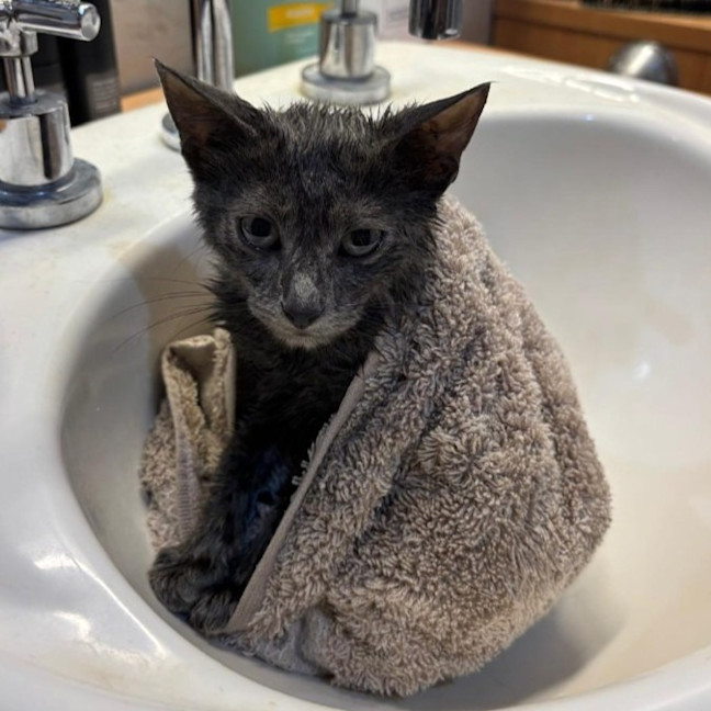 Photo of Sweetie