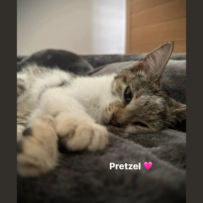 Photo of Pretzel