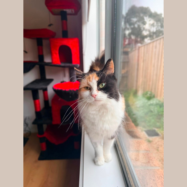 Photo of Lola