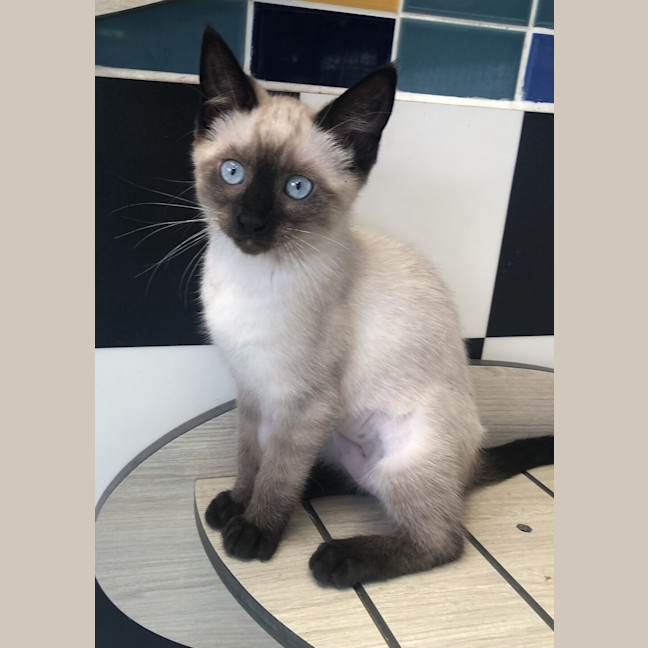 Photo of Luna