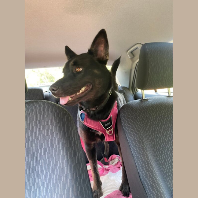 Photo of Freya