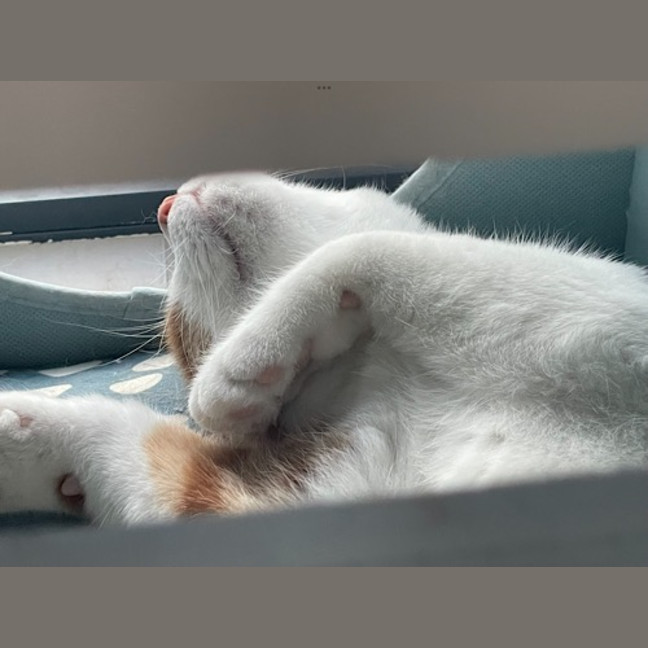 Photo of Tigger (Fostered In Perth)