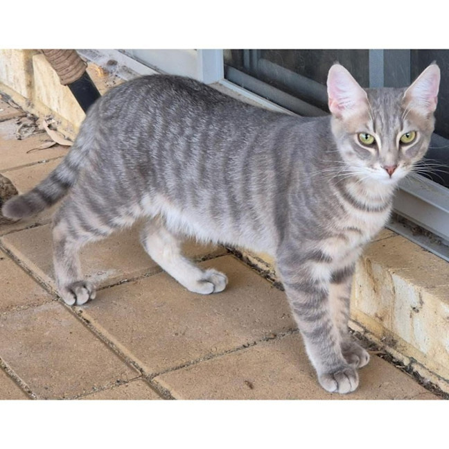 Photo of 12523   Mitzki