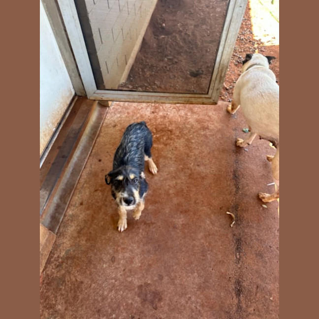 Photo of Heddie (Bonnie)