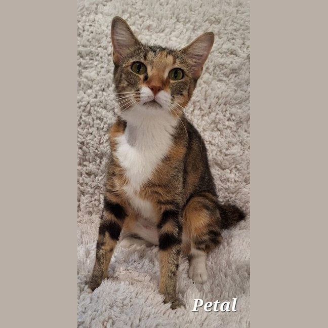 Photo of Petal