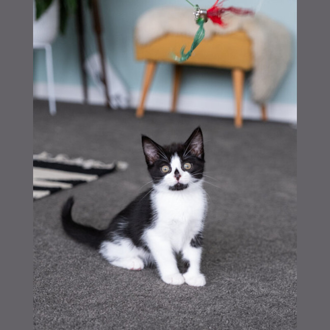 Photo of Pingu