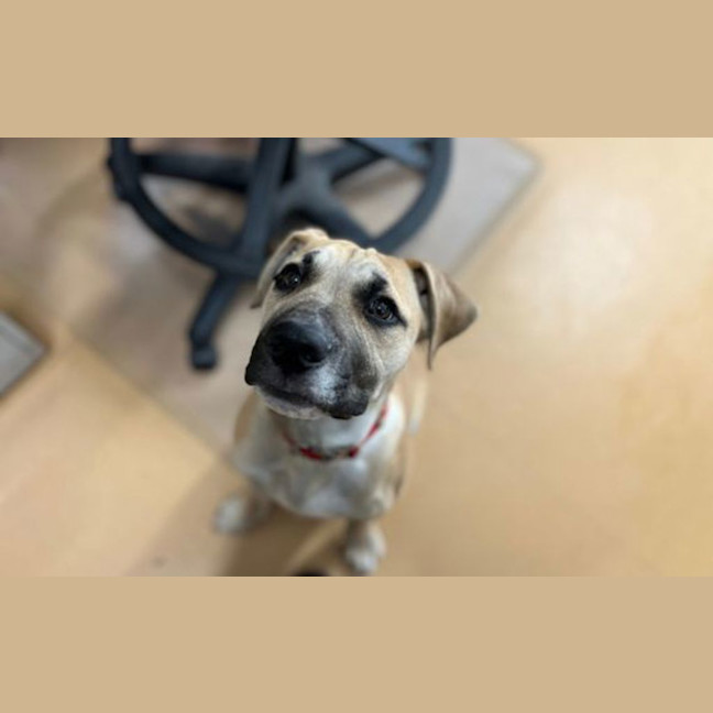 Photo of Buddy