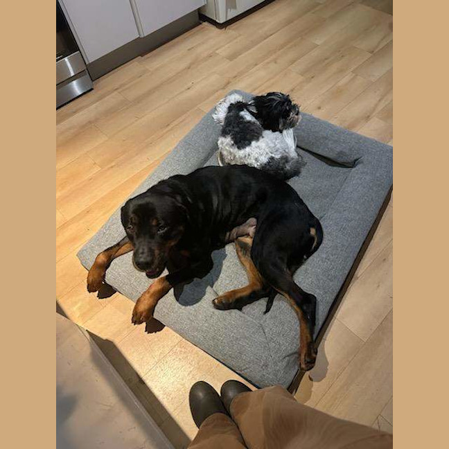 Photo of Luna