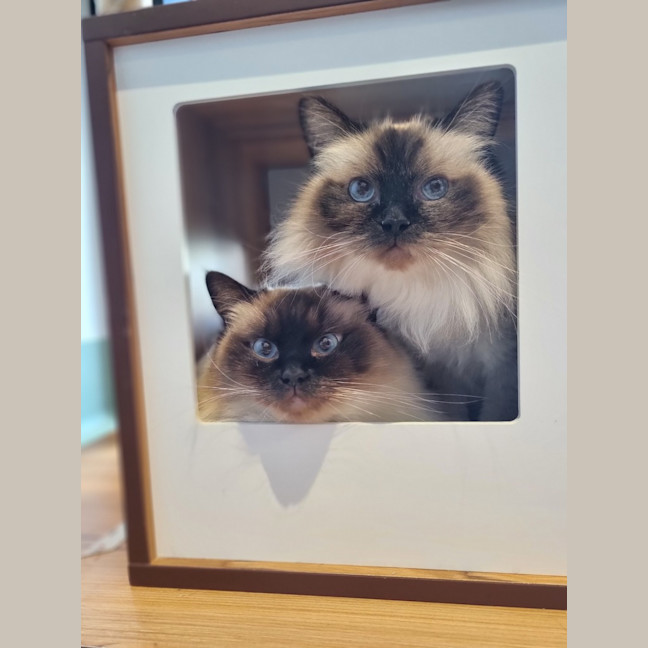 Photo of Jojo 