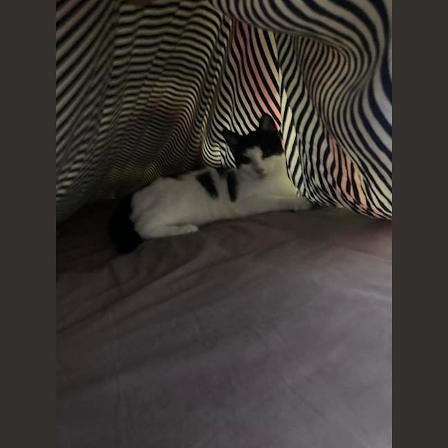 Photo of Rocky