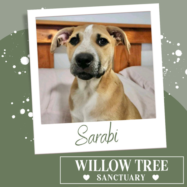 Photo of Sarabi