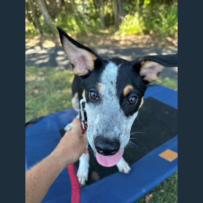 Photo of D1247 Imogen