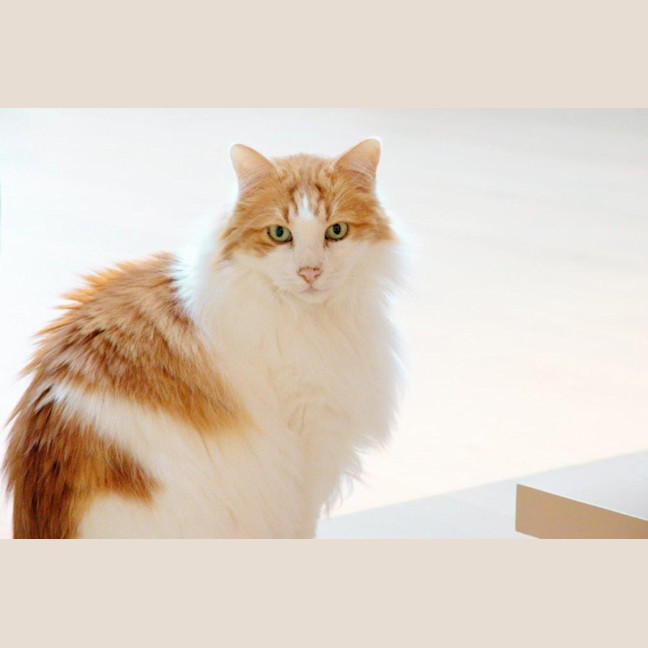 Photo of Gizmo Haliwell