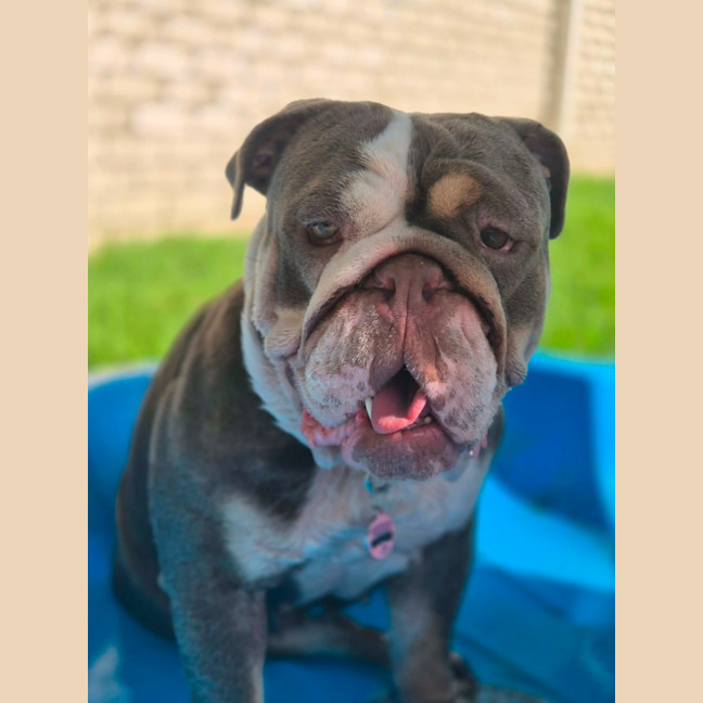 Photo of Pebbles