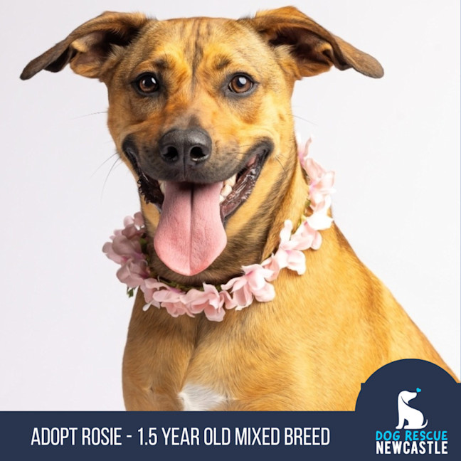 Photo of Rosie   2 Year Old Mixed Breed