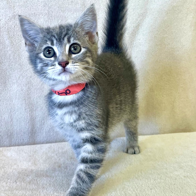 Photo of Cinnamon