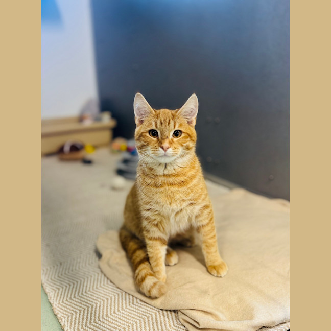 Photo of Basil