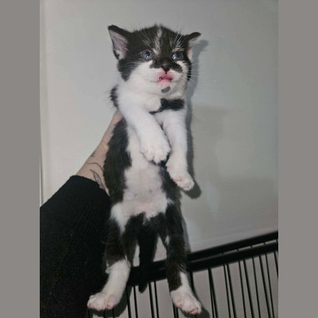 Photo of Rip