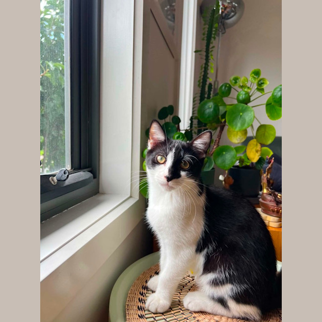 Photo of Mowgli   In Foster Care In Northcote