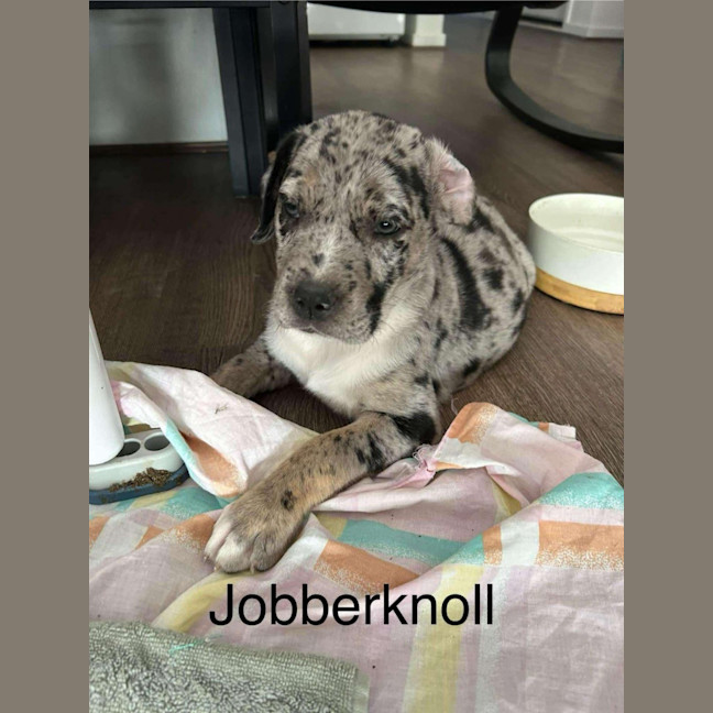 Photo of Jobberknoll