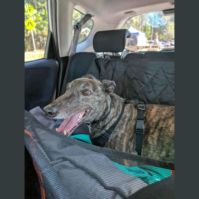 Photo of Tomi, The Greyhound