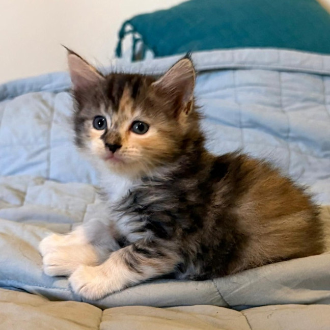 Photo of Ember