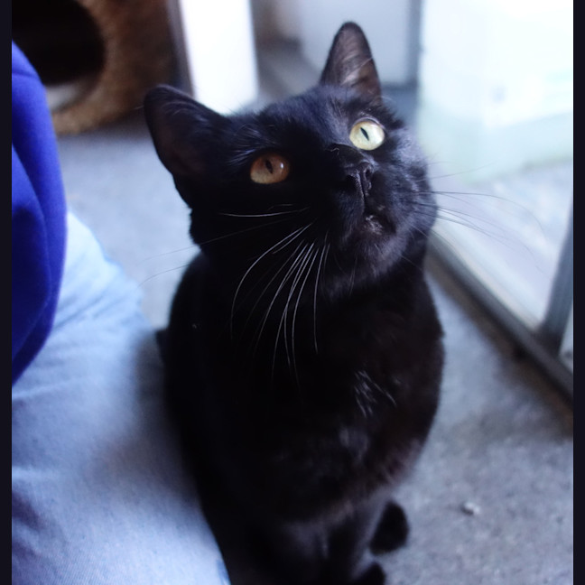 Photo of Salem