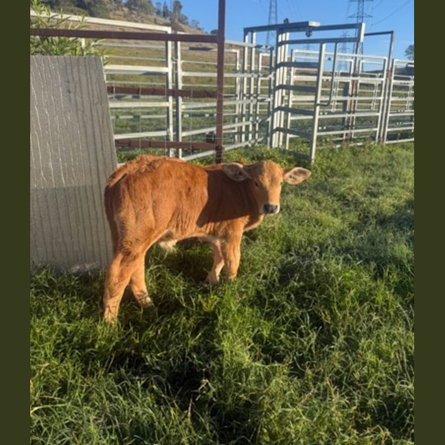 Photo of Barnaby