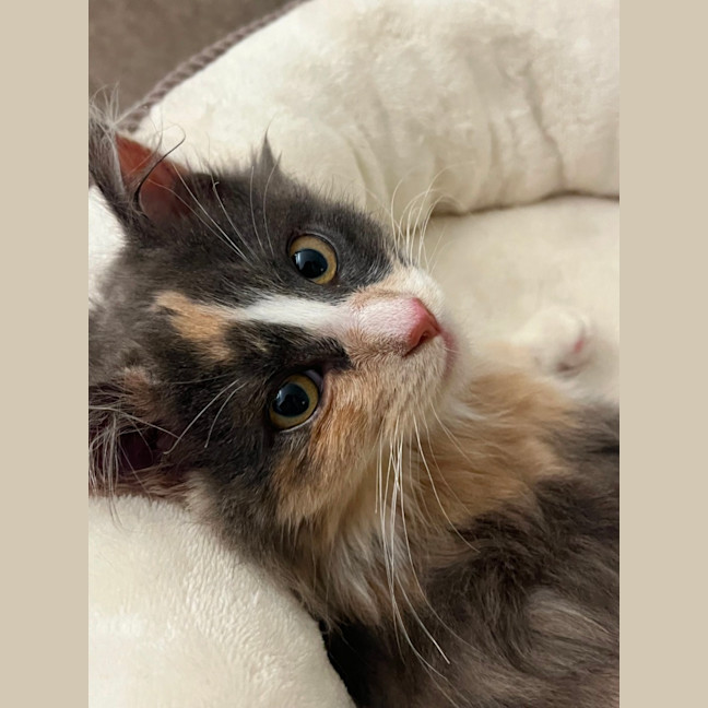 Photo of Fluffy