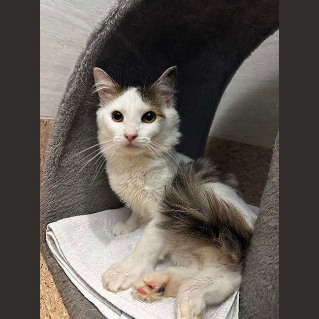 Photo of Olive