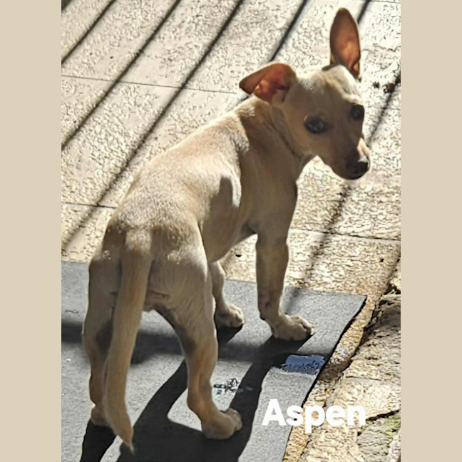 Photo of Aspen