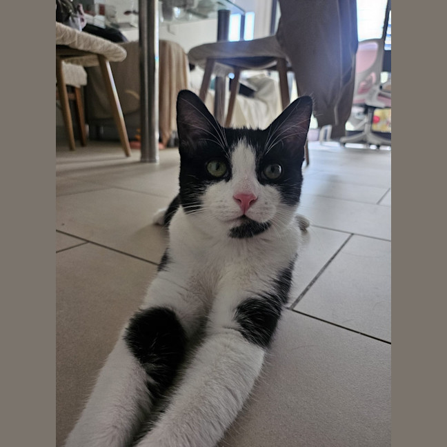 Photo of Felix