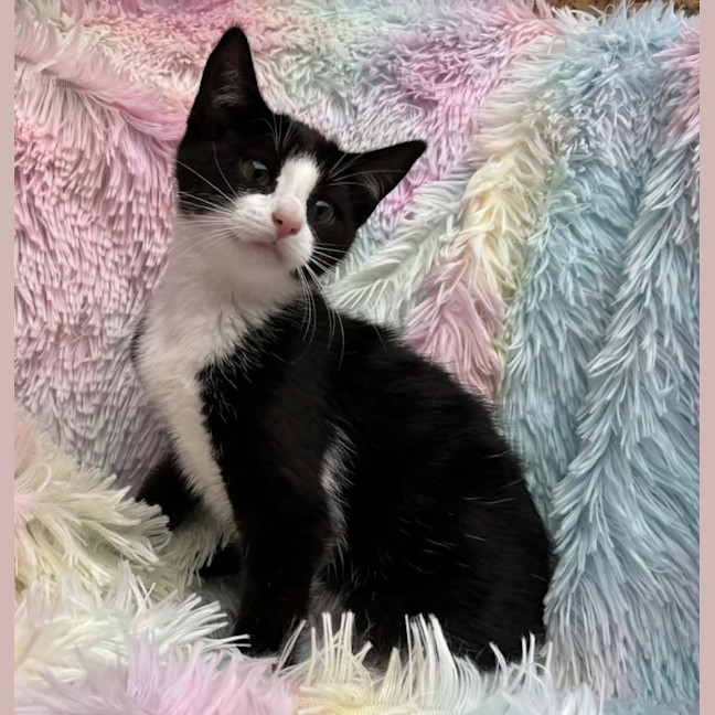 Photo of Yuna   Reduced Adoption Fee