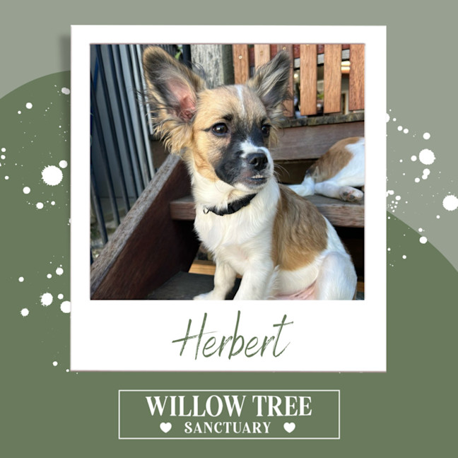 Photo of Herbert