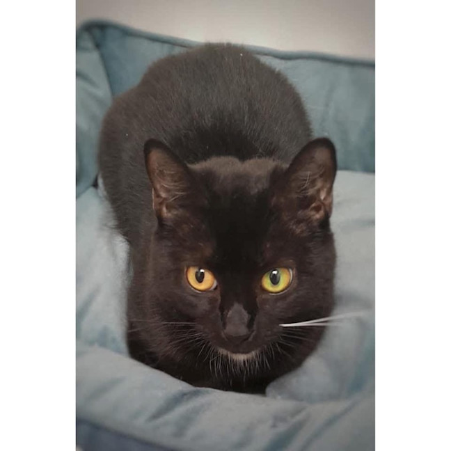 Photo of 10759   Saturn