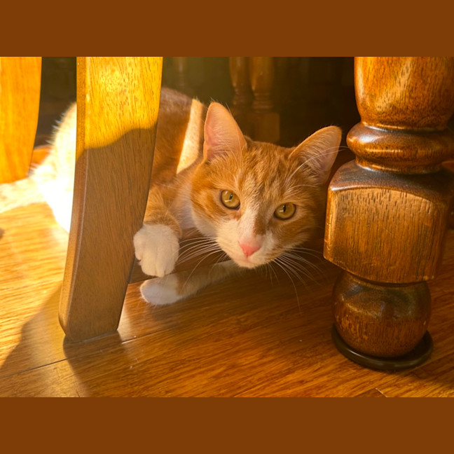 Photo of Simba  Assisted Rehome 🧡