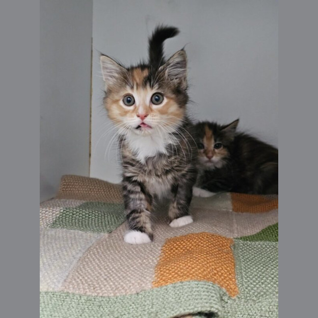 Photo of Butterscotch