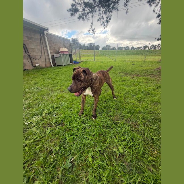Photo of Frankie