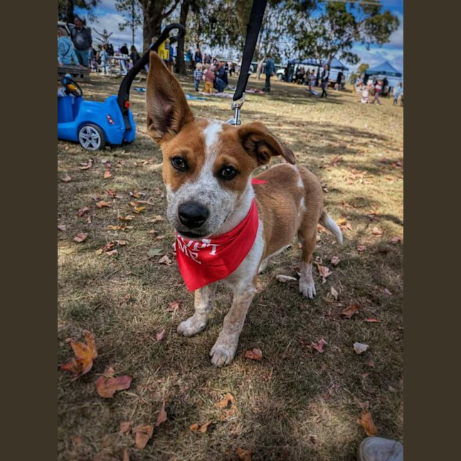Photo of Rusty
